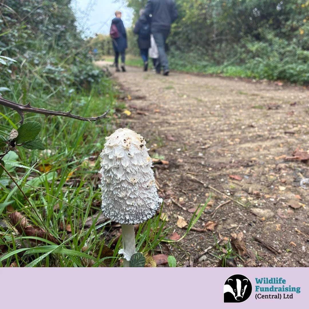 🍄 Spotted on a Team Day: Shaggy Inkcap Mushroom

During a recent team day at one of Berkshire, Buckinghamshire and Oxfordshire Wildlife Trusts beautiful nature reserves - College Lake, one of our recruiters discovered this striking Shaggy Inkcap mus