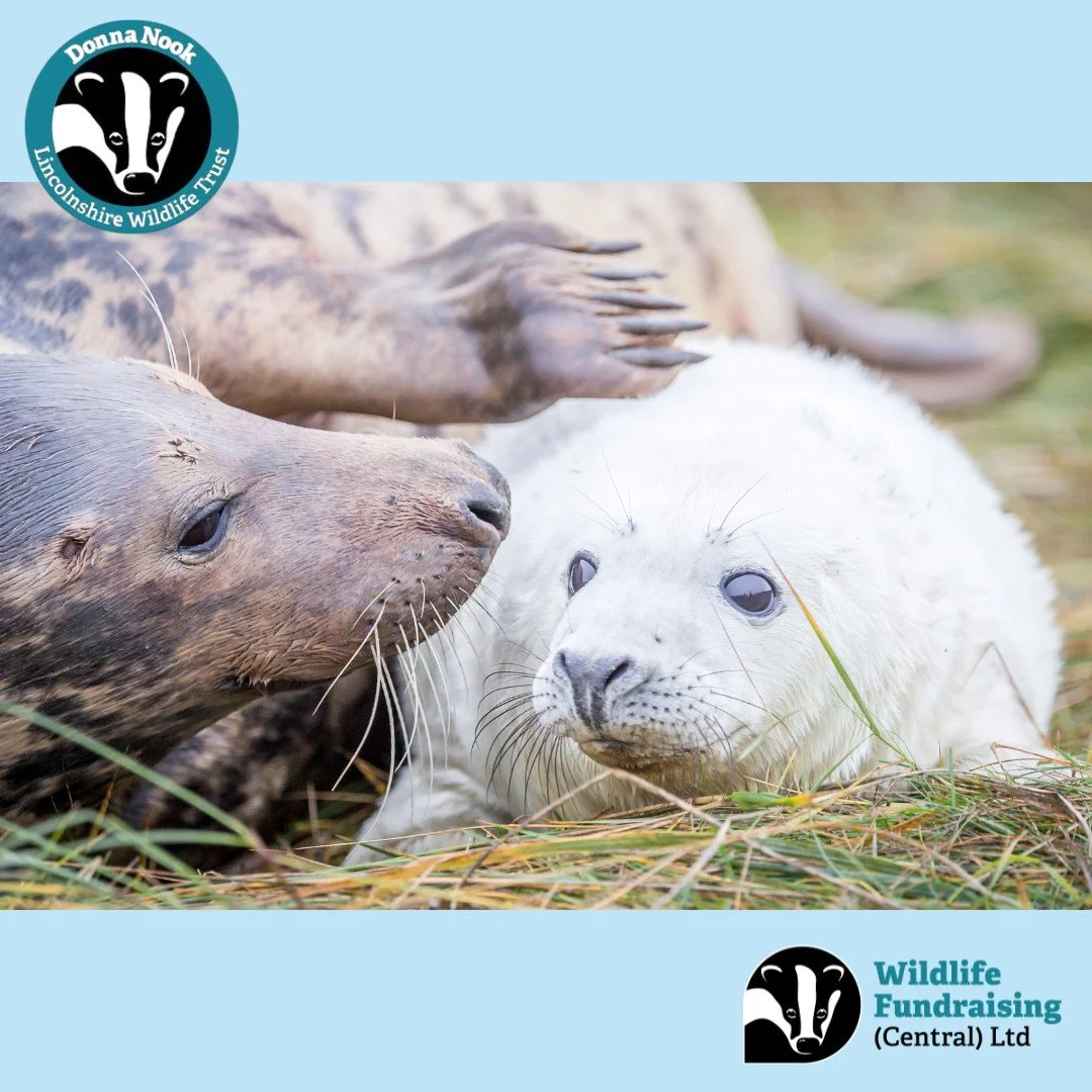 📍 Amy&rsquo;s Venue Spotlight: Donna Nook Nature Reserve, Lincolnshire Wildlife Trust

Every November and December, the coastline at Donna Nook transforms into one of the UK&rsquo;s most spectacular wildlife events &mdash; the arrival of the grey se