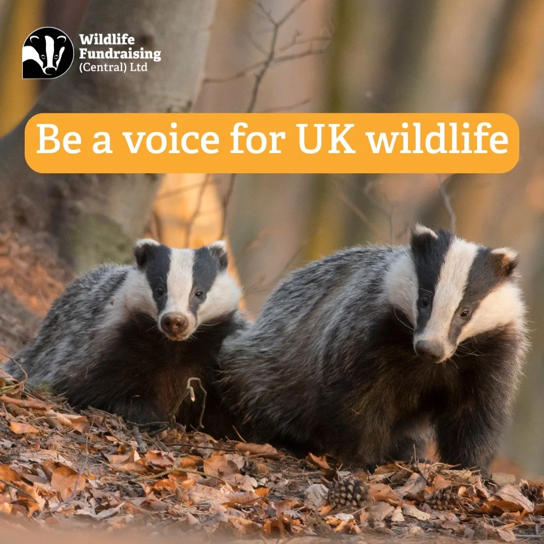 🍂 Join Our Team This Autumn!

Whether it&rsquo;s spotting badgers in a golden woodland or chatting with nature lovers at local events, our Membership Recruiters are out there making a real difference &mdash; one conversation at a time.

If you&rsquo