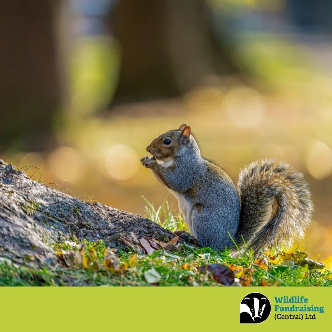 🍂 Signs of the Season 🍂 

As October draws to a close, nature&rsquo;s subtle shifts are all around us&mdash;like this grey squirrel spotted enjoying a seasonal snack. Our recruiters often catch moments like this while out at venues across the UK.

