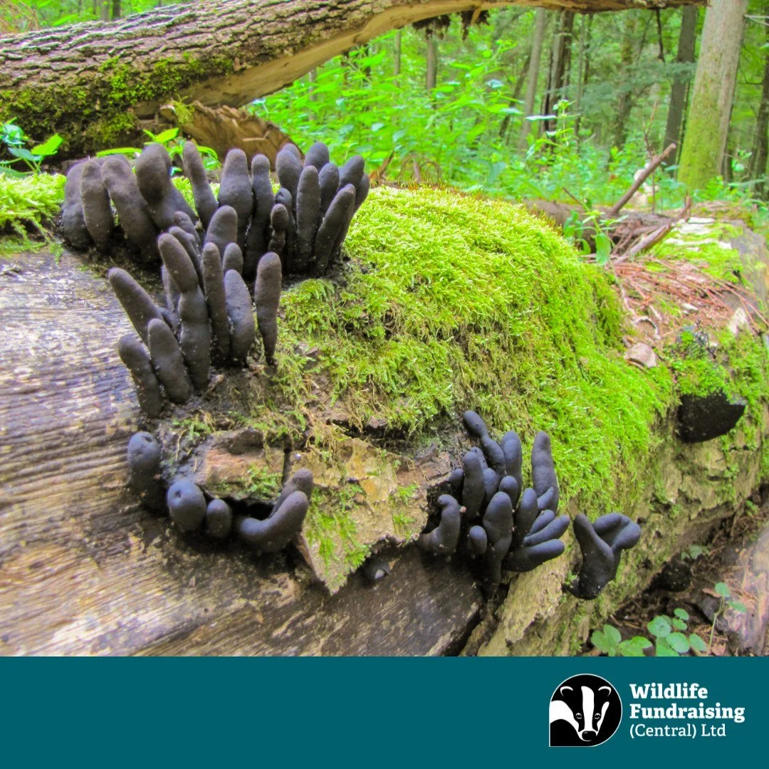 🍄 Species Spotlight: Dead Man&rsquo;s Fingers

This eerie-looking fungus is a perfect fit for spooky season! Found growing on decaying wood, Dead Man&rsquo;s Fingers (Xylaria polymorpha) emerges from fallen trees and stumps like something out of a g