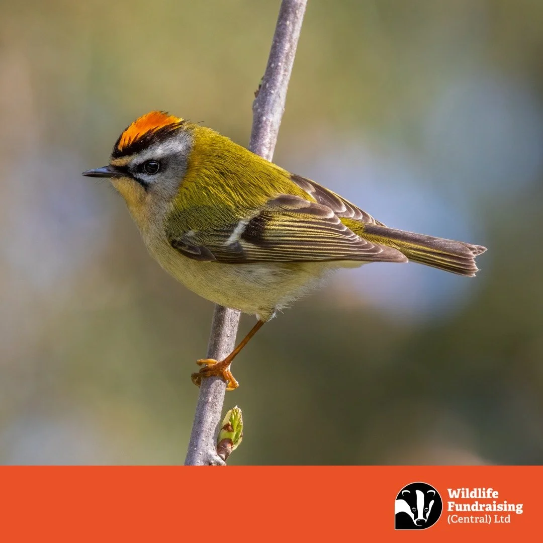 🔥 Species Spotlight: Firecrest &ndash; Nature&rsquo;s Spark

This Bonfire Night, meet the Firecrest (Regulus ignicapillus) &ndash; one of the UK&rsquo;s smallest birds, but with a crown that rivals any firework. Its vivid orange crest and energetic 