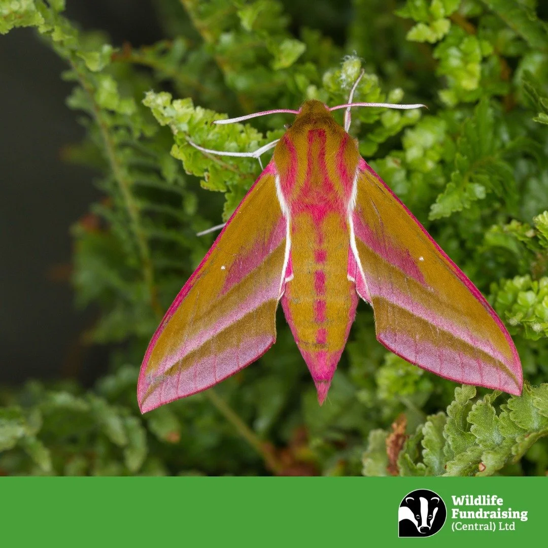 🦋 Amy&rsquo;s Venue Spotlight: DaNES Annual Insect Show 🦋

Marvel at the beauty of insects this Saturday at the DaNES Annual Insect Show! 
👋 Our recruiter Charles will be there &ndash; come and say hello! 

📅 Saturday 08 November
🕥 10:30 AM &nda