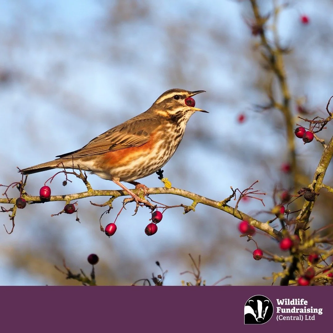 🌟🐦 Species Spotlight: Redwing (Turdus iliacus)

As autumn deepens, the Redwing returns to UK hedgerows and fields &mdash; a seasonal visitor from Iceland and Scandinavia.

This small thrush is easily recognised by its creamy eye-stripe and the stri