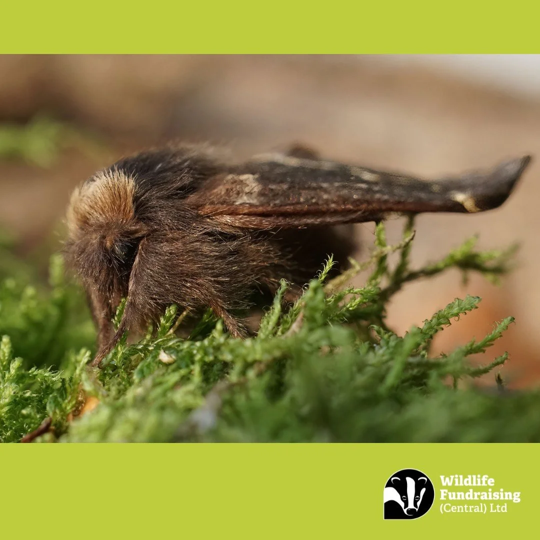 🦋 Species Spotlight: December Moth (Poecilocampa populi) 🦋

As autumn fades and winter takes hold, one hardy moth makes its mark&mdash;the December Moth. True to its name, this species is most active in late autumn and early winter, a rare sight wh