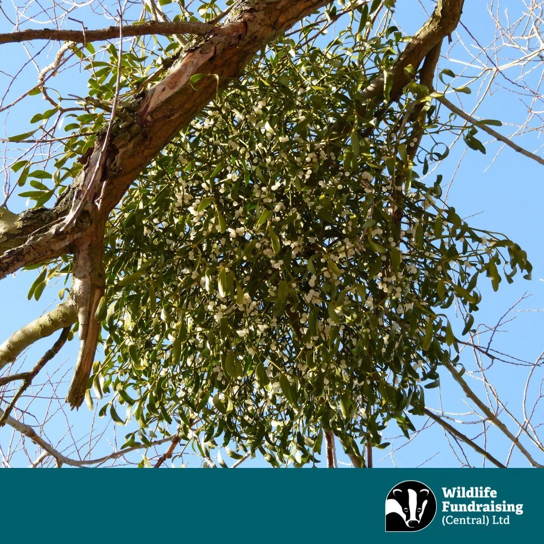 🌿Species Spotlight: Mistletoe (Viscum album) 🌿

A festive favourite  with a fascinating story! 🌿 Mistletoe isn&rsquo;t just a holiday decoration&mdash;it&rsquo;s a unique plant with an important role in nature.

🌱 What makes it special?
Mistletoe
