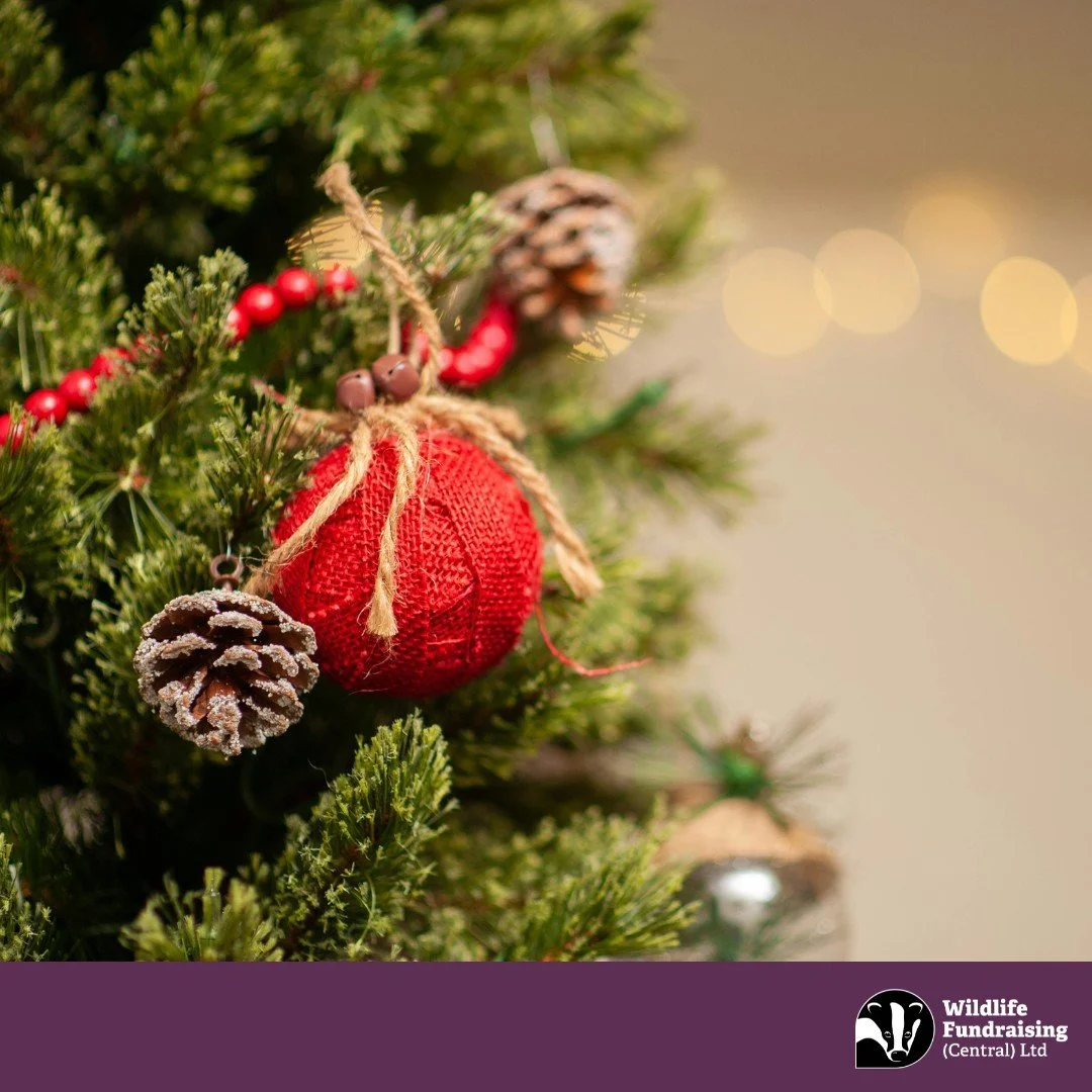 ✨🏰 Amy&rsquo;s Venue Spotlight 🏰✨

Our fantastic membership recruiters Emma, Charles, and Andrew will be at the Newstead Abbey Christmas Market, at Newstead Abbey in Nottinghamshire this weekend. 🎄 

They&rsquo;ll be sharing ways you can support N