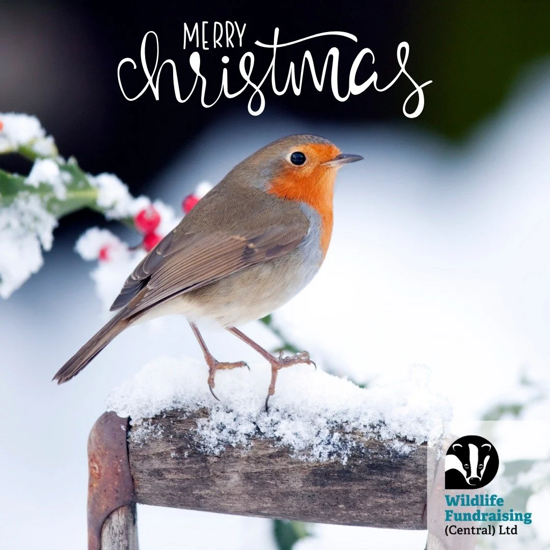 🐦 Species Spotlight: Robin (Erithacus rubecula)

🎄 Merry Christmas from all of us at Wildlife Fundraising Central! 

The robin is more than a festive symbol&mdash;it&rsquo;s a true winter warrior. With its bright red breast and cheerful song, this 
