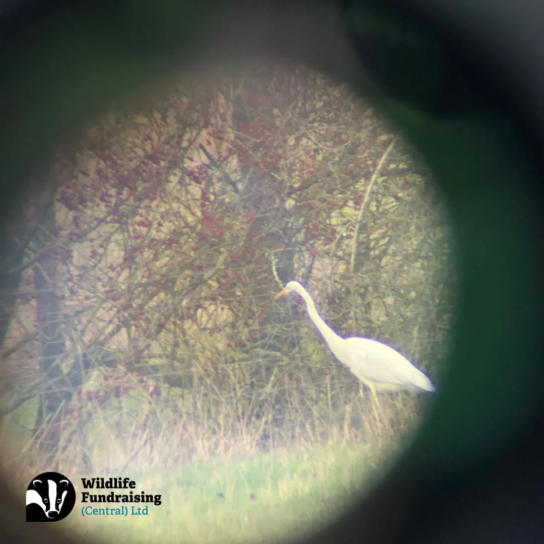 Office Views: Great White Egret Edition 😂 

When the meadow outside our office turned into a mini wetland after heavy rain, we had an unexpected visitor &ndash; a Great White Egret! 🪶

Spotting it was easy, but photographing it? Not so much! With a