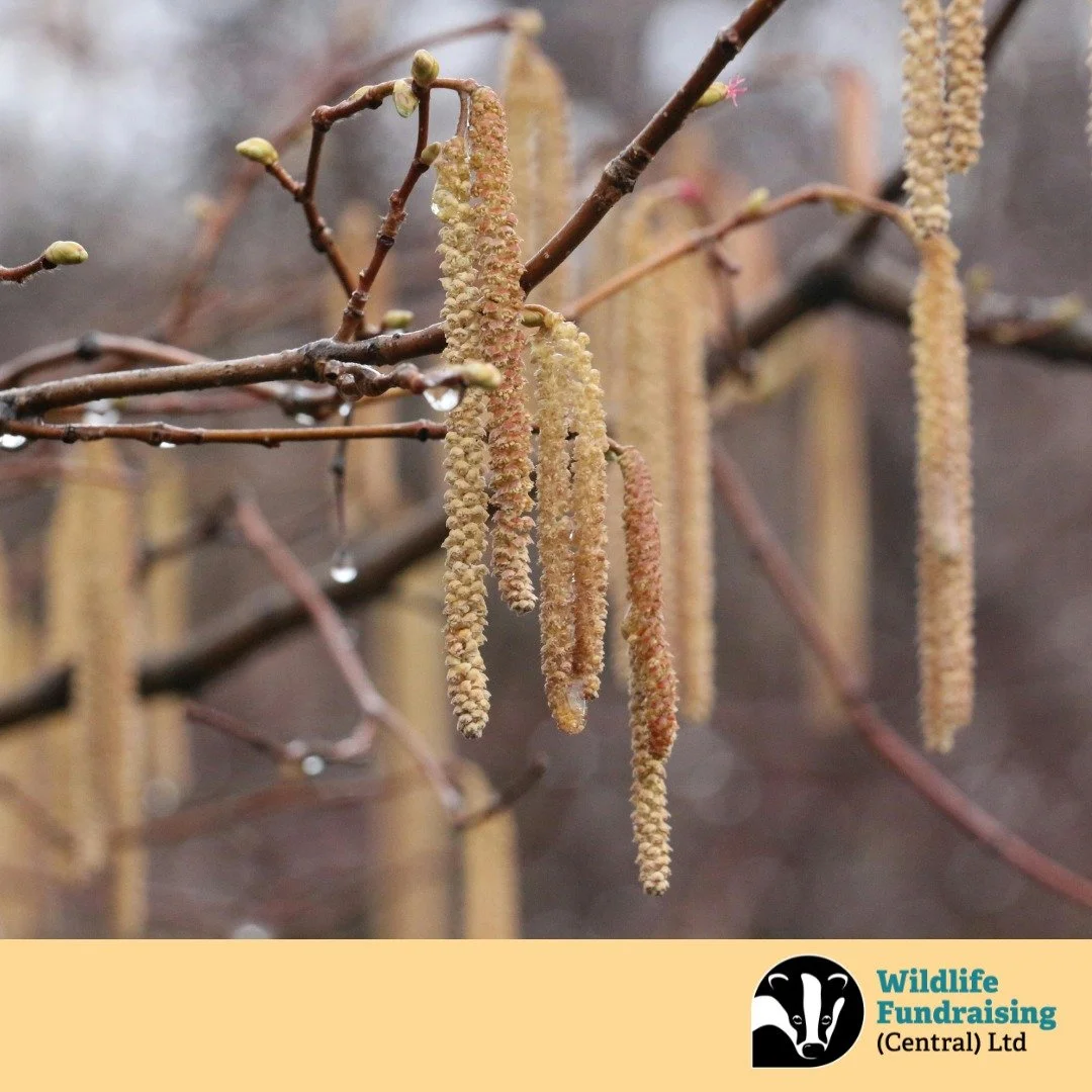🍃 Species Spotlight: Hazel Catkins (Corylus avellana)🍃 

As the year draws to a close, nature quietly signals the promise of spring. Hazel catkins, often appearing in late December, are among the first signs of renewal. These golden, tassel-like fl