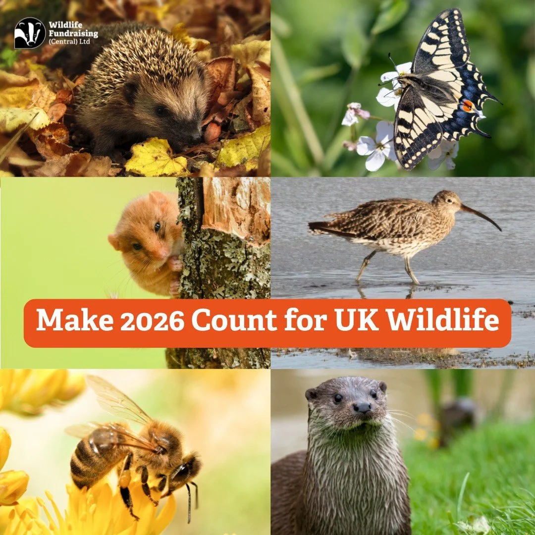 🌱 Make 2026 the year you give nature a voice!

Start the year with a resolution that truly matters&mdash;help restore nature and inspire others to protect wildlife.

👉 Want to be part of this movement? Learn more about how you can support wildlife 