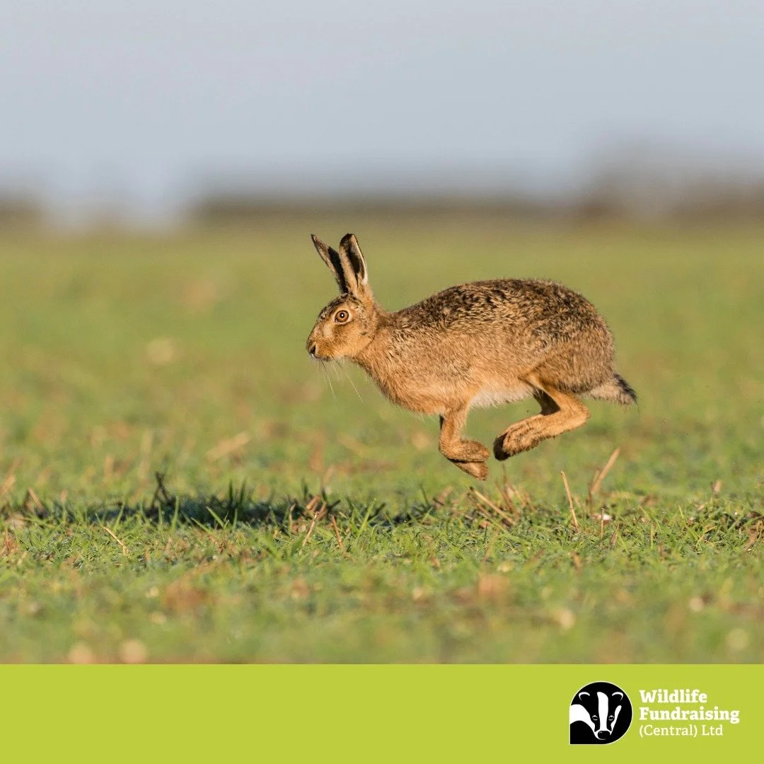 🌟 Species Spotlight: Brown Hare 🌟

Late January is when these incredible mammals start gearing up for their breeding season&mdash;so keep an eye out in open fields!

Did you know?
🐇 Brown hares can sprint at speeds of 45 mph, making them one of th