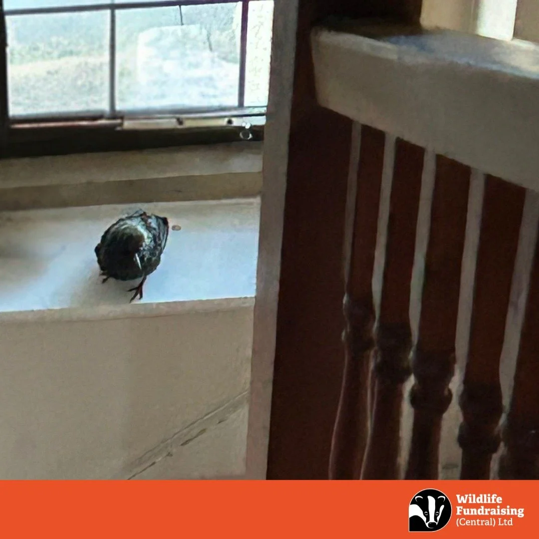 🐦&zwj;⬛ Office Starling Drama! 🐦&zwj;⬛ 

Guess who tried to join the team yesterday&hellip; 👀✨

A very cheeky starling snuck into our office- clearly trying to escape taking part in the incredible murmuration's  his friends have been giving us lat