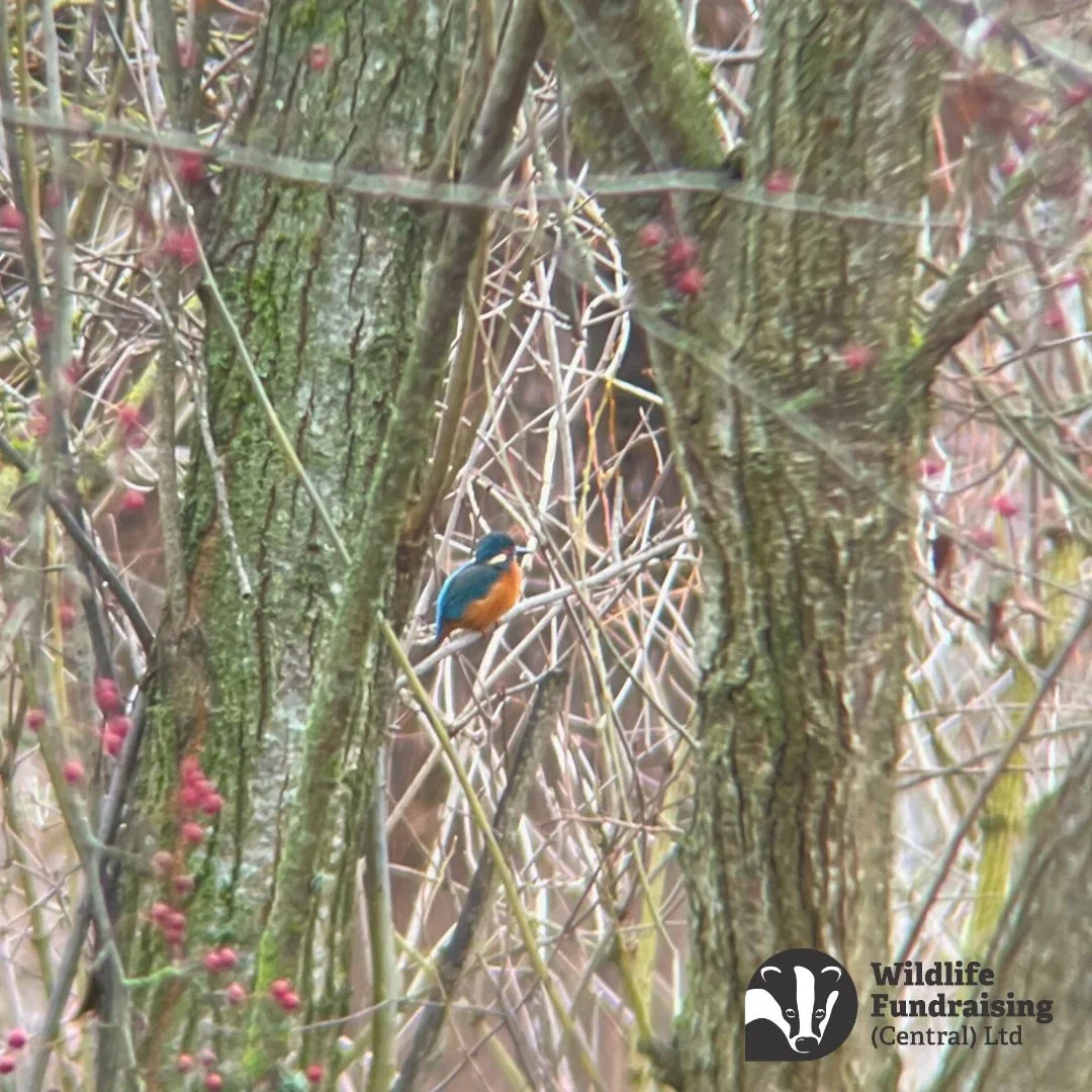 💙 Office views don&rsquo;t get much better than this 💙

Captured by our Membership Recruiter Doug, this beautiful kingfisher perched in the trees is a stunning reminder of why our work matters 🐦🌿

Our Membership Recruiters are often stationed in 