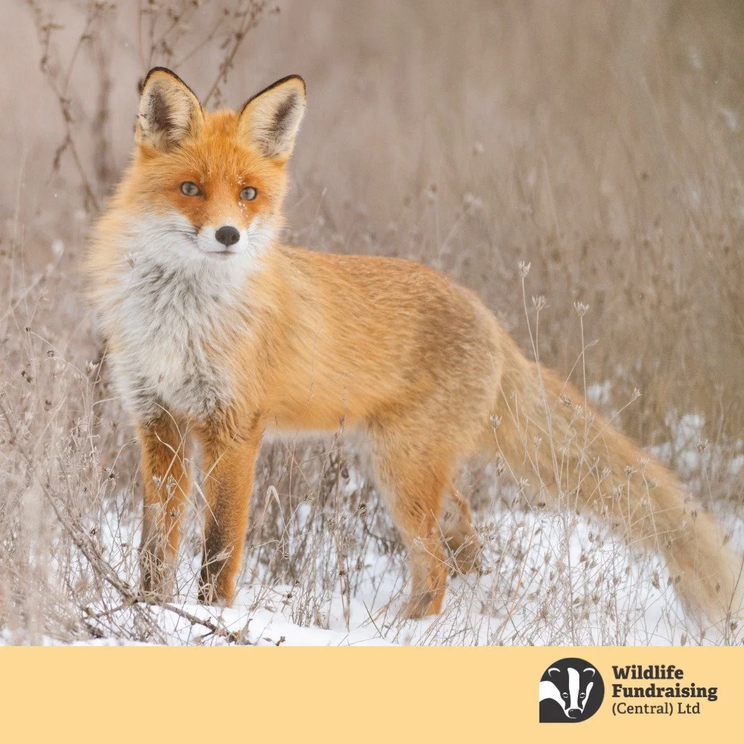 🦊 Species Spotlight: Red Fox (Vulpes vulpes)

Early February is a particularly active time for the Red Fox, as the breeding season reaches its peak. Foxes become more vocal and visible as they search for mates, defend territories, and prepare for th