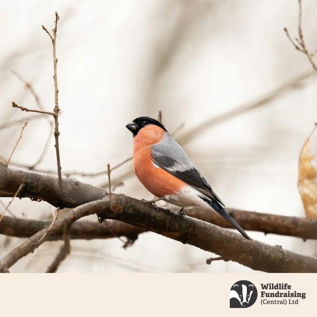 🐦 Species Spotlight: Bullfinch (Pyrrhula pyrrhula)

With its soft rose red breast and striking black cap, the Bullfinch is one of the UK&rsquo;s most quietly beautiful birds.

February is a great time to spot pairs moving through hedgerows and woodl