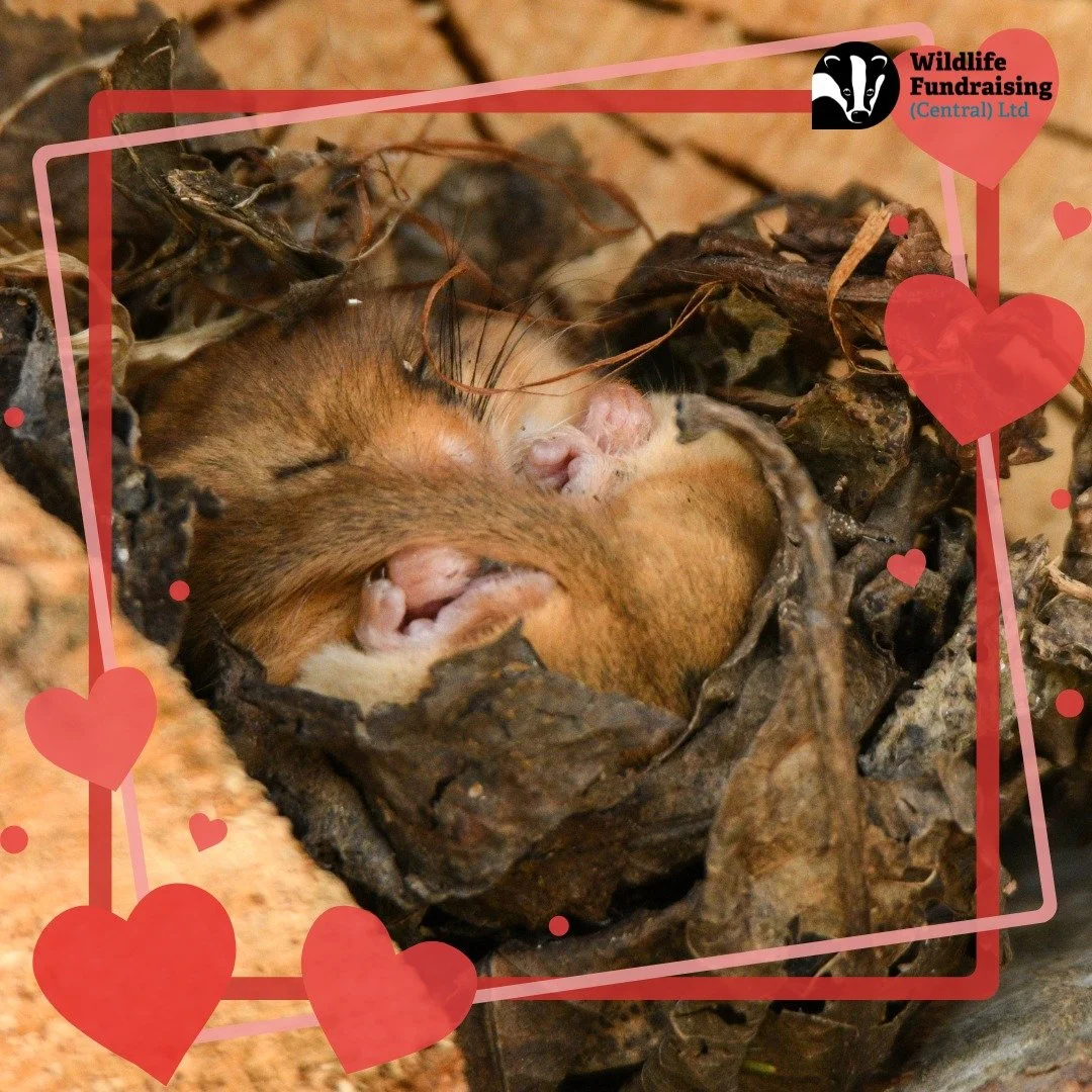 💗 Happy Valentine&rsquo;s Day! 💗

Sending a little love today from some of the fluffiest sweethearts of our woodlands &mdash; the hazel dormouse. 🐭💕

These tiny mammals remind us just how precious our UK wildlife is. And honestly&hellip; how can 