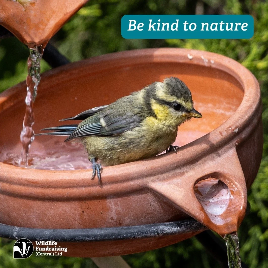 🌿 Random Acts of Kindness Day &ndash; Tuesday 17 February 💚

Today is all about spreading small moments of kindness &mdash; and that includes being kind to nature too. 

Even tiny actions can make a big difference for the wildlife we share our spac