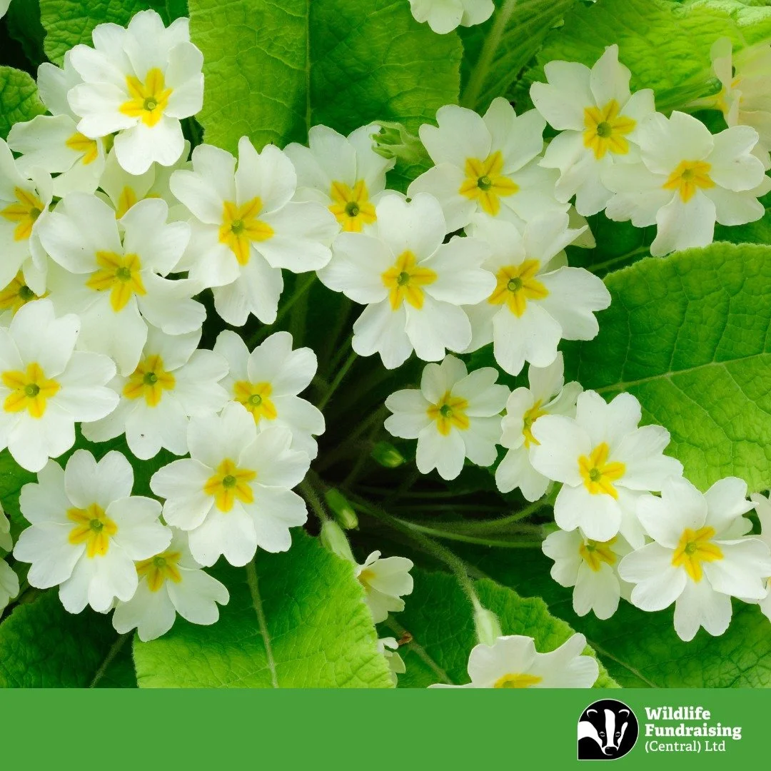 🌼 Species Spotlight: Primrose (Primula vulgaris)

Early February is one of the best times to spot the Primrose, one of the UK&rsquo;s earliest flowering wild plants. These pale yellow blooms often appear long before spring has fully arrived, brighte