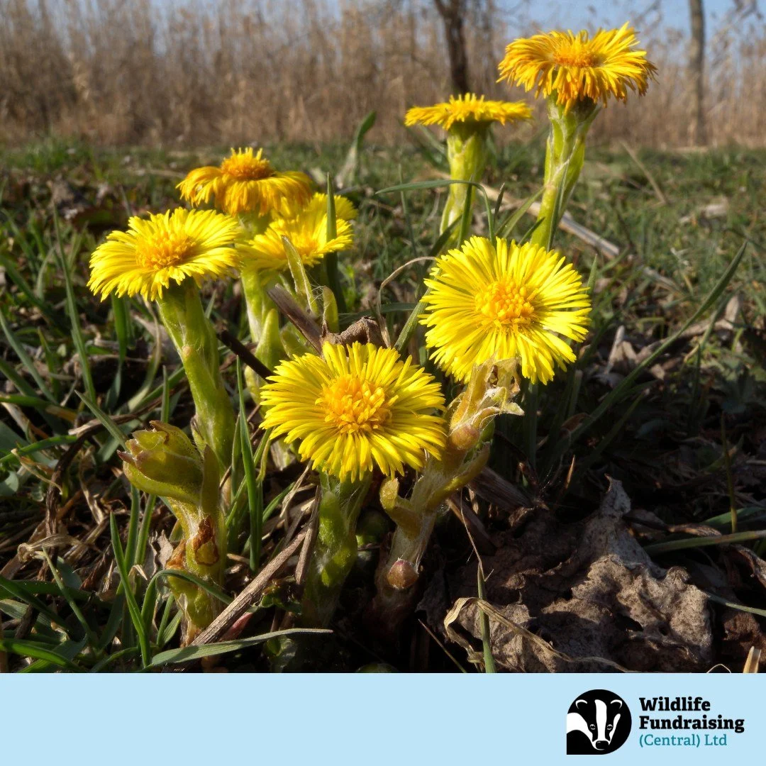 🏵️ Species Spotlight: Coltsfoot (Tussilago farfara)

One of the earliest signs of spring, Coltsfoot bursts into bloom long before its leaves appear &mdash; often brightening up roadsides and bare ground in March. 

These golden flowers can be mistak