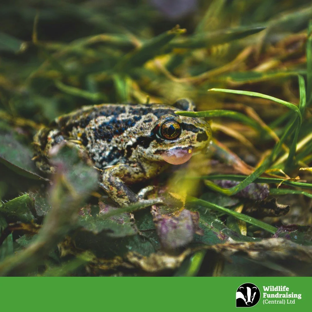 🐸 Species Spotlight: Common Frog (Rana temporaria)

March is the month ponds begin to explode with frogspawn! The Common Frog is one of the UK&rsquo;s most familiar amphibians, returning to the same ponds each year to breed.

Females can lay up to 4
