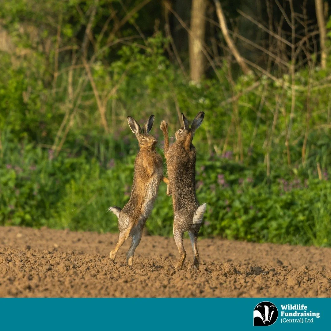 🐇 Species Spotlight: Brown Hare (Lepus europaeus)

It wouldn&rsquo;t be March without the famous &ldquo;mad March hare&rdquo;! At this time of year, Brown Hares become dramatically more active, chasing one another across fields and even &ldquo;boxin