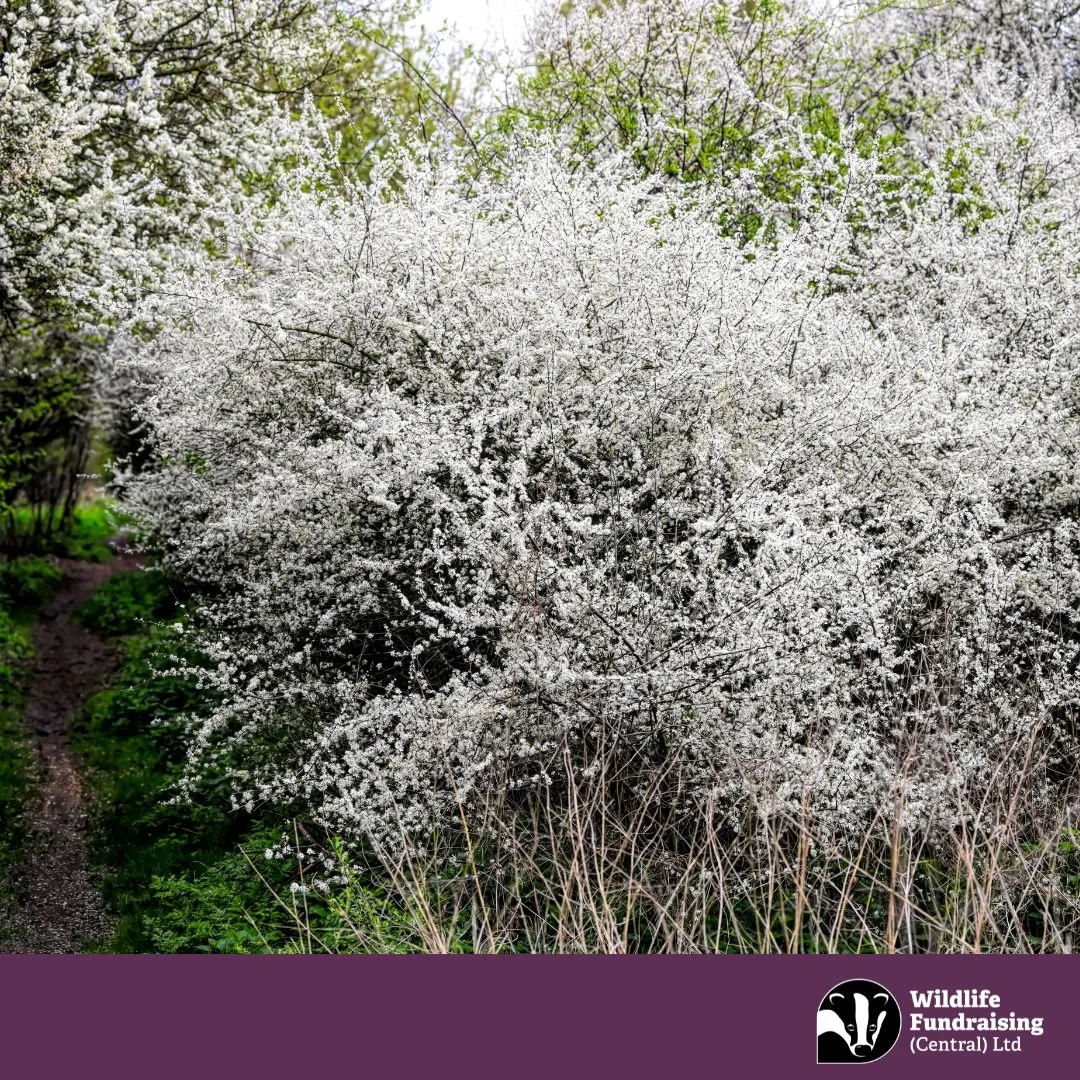 🌿 Species Spotlight: Blackthorn (Prunus spinosa)

April hedgerows erupt with the dazzling white blossoms of Blackthorn &mdash; a stunning early-spring display sometimes described as &ldquo;snow in the hedges.&rdquo;

Flowering before its leaves appe