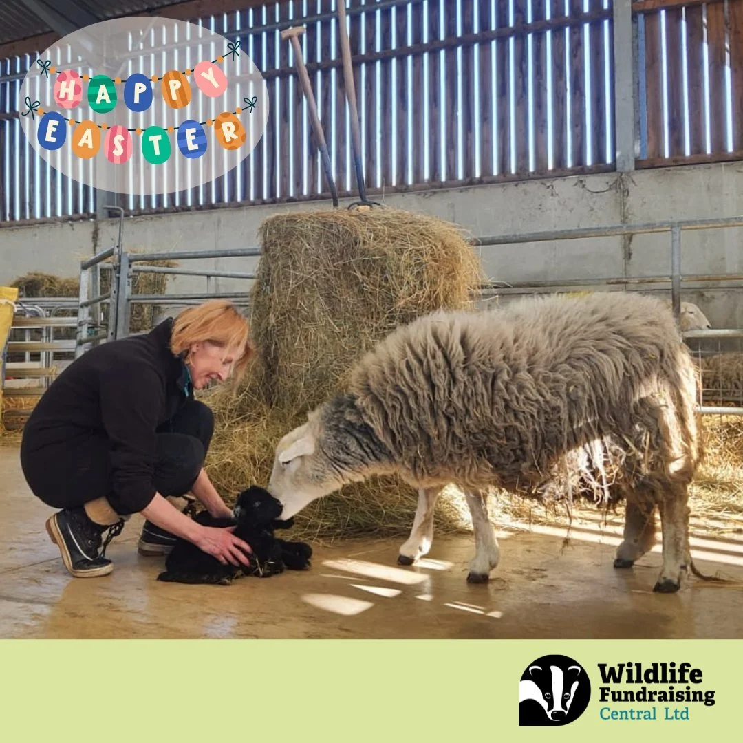 🌼🐣 Happy Easter from Wildlife Fundraising Central! 🐑🌿

Wishing everyone a peaceful, nature‑filled Easter Sunday. 💚 And what better day to share our Membership Recruiter Emma&rsquo;s special lambing moment at Idle Valley? 

Here&rsquo;s her story