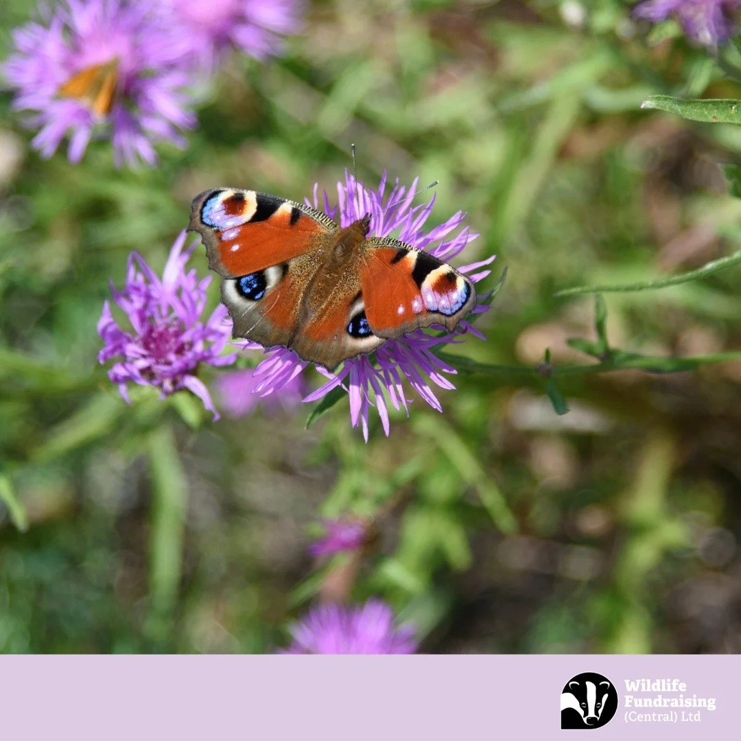 🦋 Species Spotlight: Peacock Butterfly (Aglais io)

One of the first butterflies to brighten our April days, the Peacock Butterfly emerges from hibernation as soon as the weather warms.

With striking eye-spots designed to deter predators 👁️ &mdash