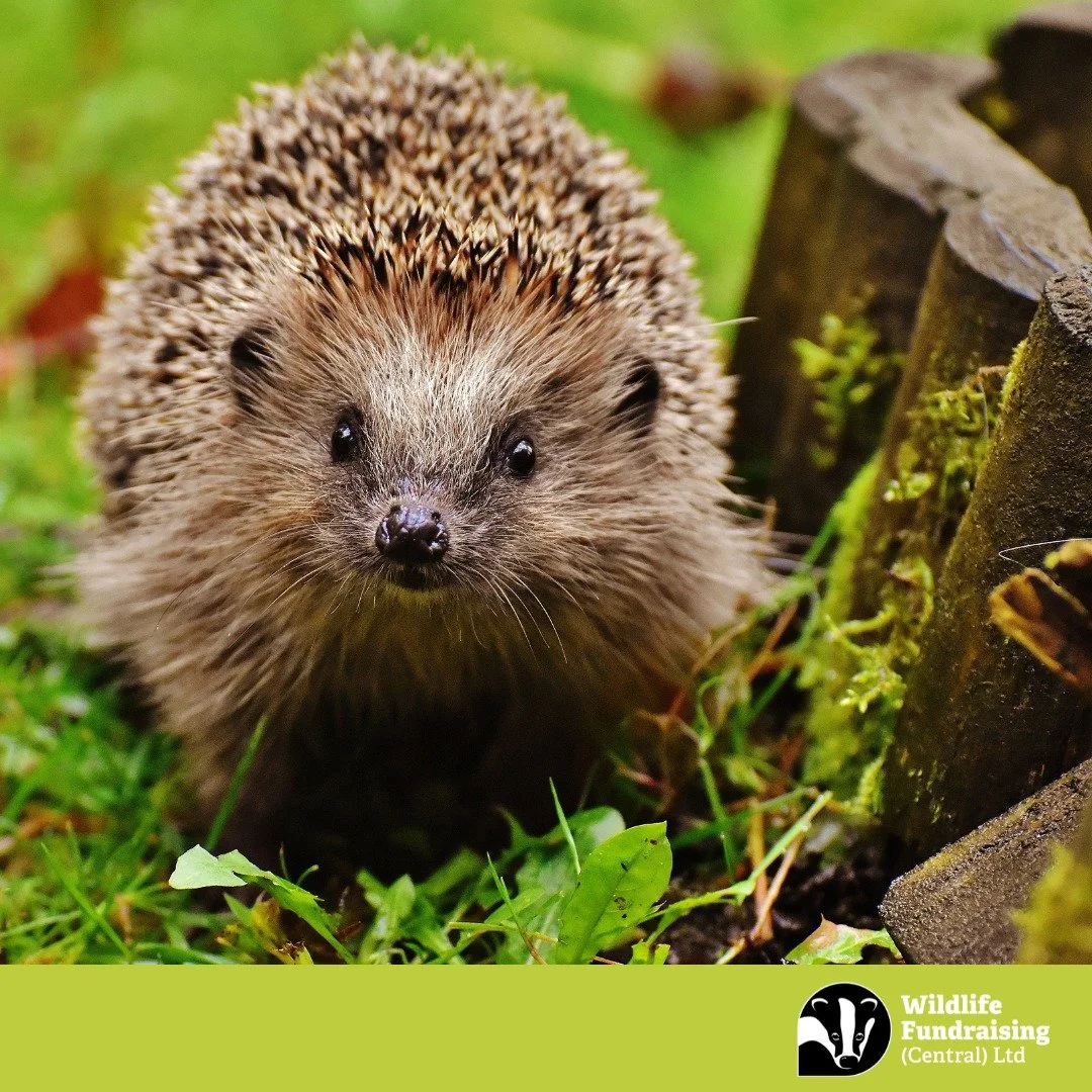 🦔 Species Spotlight: Hedgehog (Erinaceus europaeus)🦔

The European Hedgehog is one of the UK&rsquo;s most loved mammals &mdash; but sadly, it&rsquo;s also in decline.

Once a familiar sight across gardens, hedgerows and farmland, hedgehog numbers h