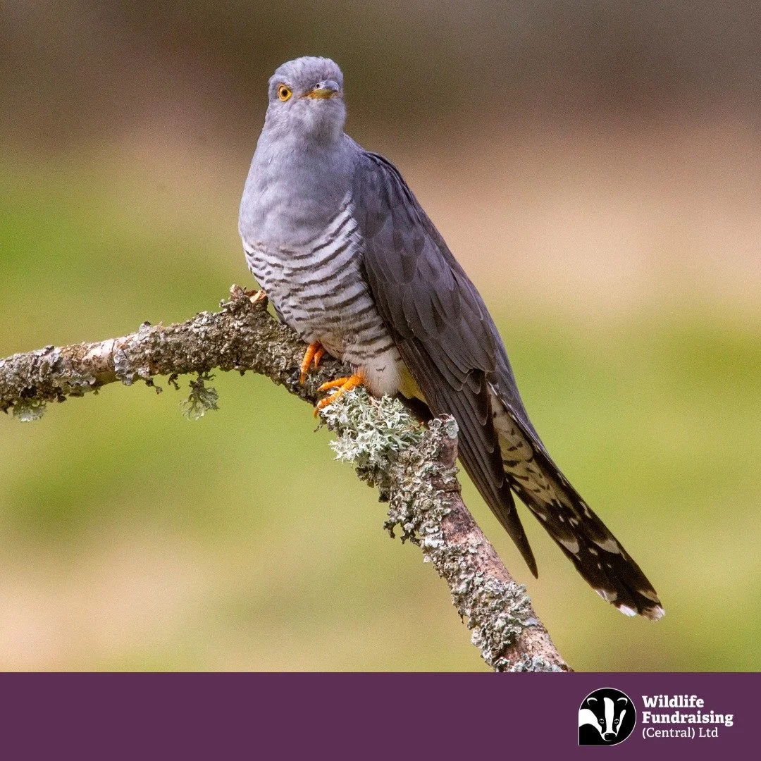🐦&zwj;⬛ Species Spotlight: Cuckoo (Cuculus canorus) 

The unmistakable call of the Cuckoo is one of the clearest signs that mid spring has arrived. These long distance migrants travel thousands of miles from Africa each year to breed in the UK &mdas
