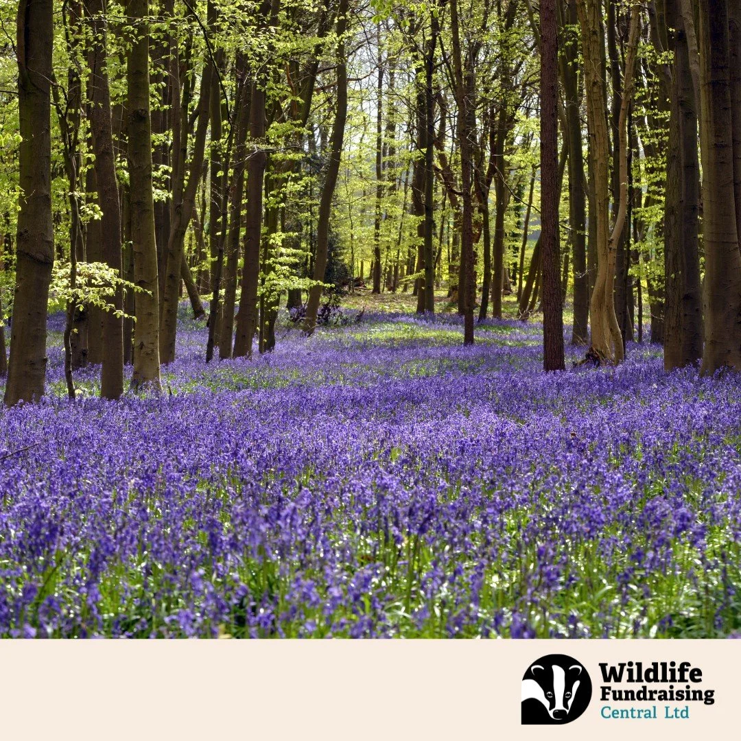 🪻 Species Spotlight: Bluebell (Hyacinthoides non scripta)

Nothing says Spring like a woodland carpet of Bluebells, glowing violet beneath fresh green leaves. The UK holds around half of the world&rsquo;s population, making these blooms a truly spec