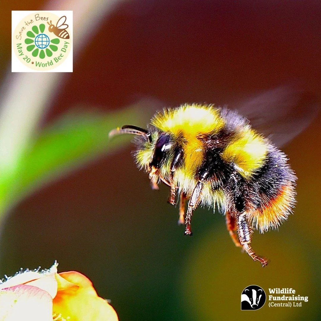 🐝 World Bee Day 🐝 

Bees might be small, but their impact is huge. From pollinating wildflowers to supporting the food we depend on, these tiny insects help keep our ecosystems thriving.🌼 

But UK bee populations are under pressure &mdash; habitat