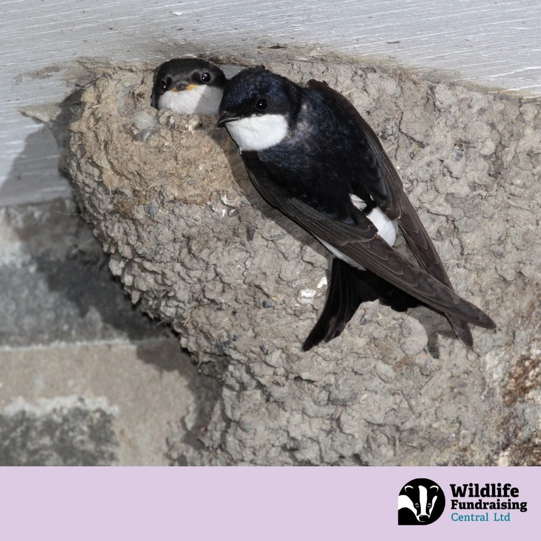 🪶 Species Spotlight: House Martin (Delichon urbicum)

With their flashing white rumps and graceful flight, House Martins are a familiar and welcome sight as late spring turns into summer. Returning from Africa each year, they swoop over streets, riv