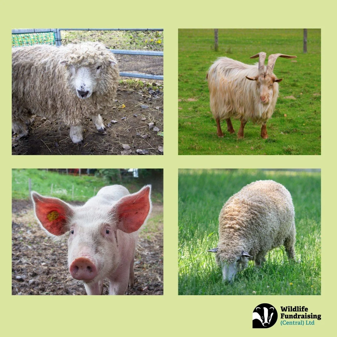 🌿 Venue Spotlight: Hadleigh Rare Breeds Centre 🌿

This weekend, our team are heading to the brilliant Hadleigh Rare Breeds Centre in Essex &ndash; a fantastic day out where people, wildlife and conservation come together 🐐🌼

Say hello to our amaz