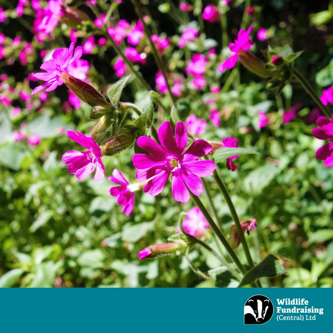 🌸 Species Spotlight: Red Campion (Silene dioica) 🌸 

Brightening up woodland edges and hedgerows, Red Campion brings a welcome splash of colour in late spring. Its vibrant pink flowers attract bees, butterflies, and many other pollinators, making i