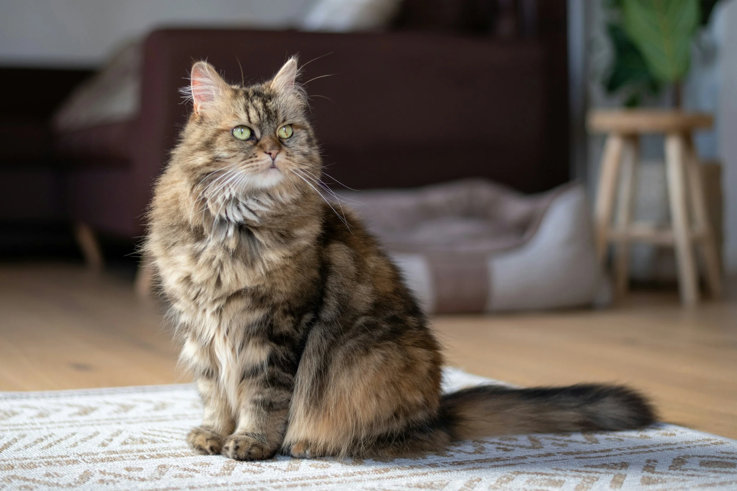 Reasons Maine Coon Cats Are Good Pets