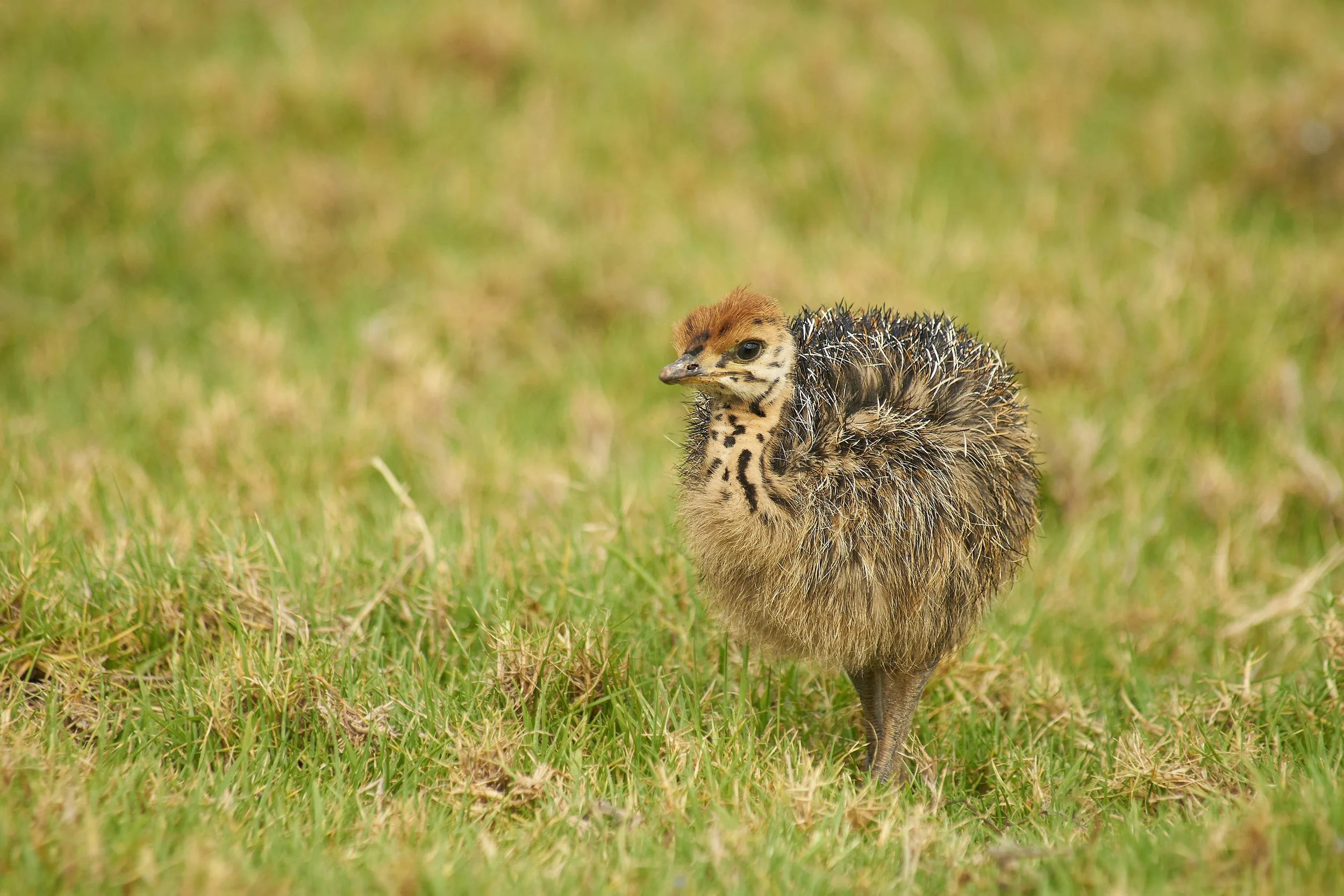 A kiwi bird standing in some grass