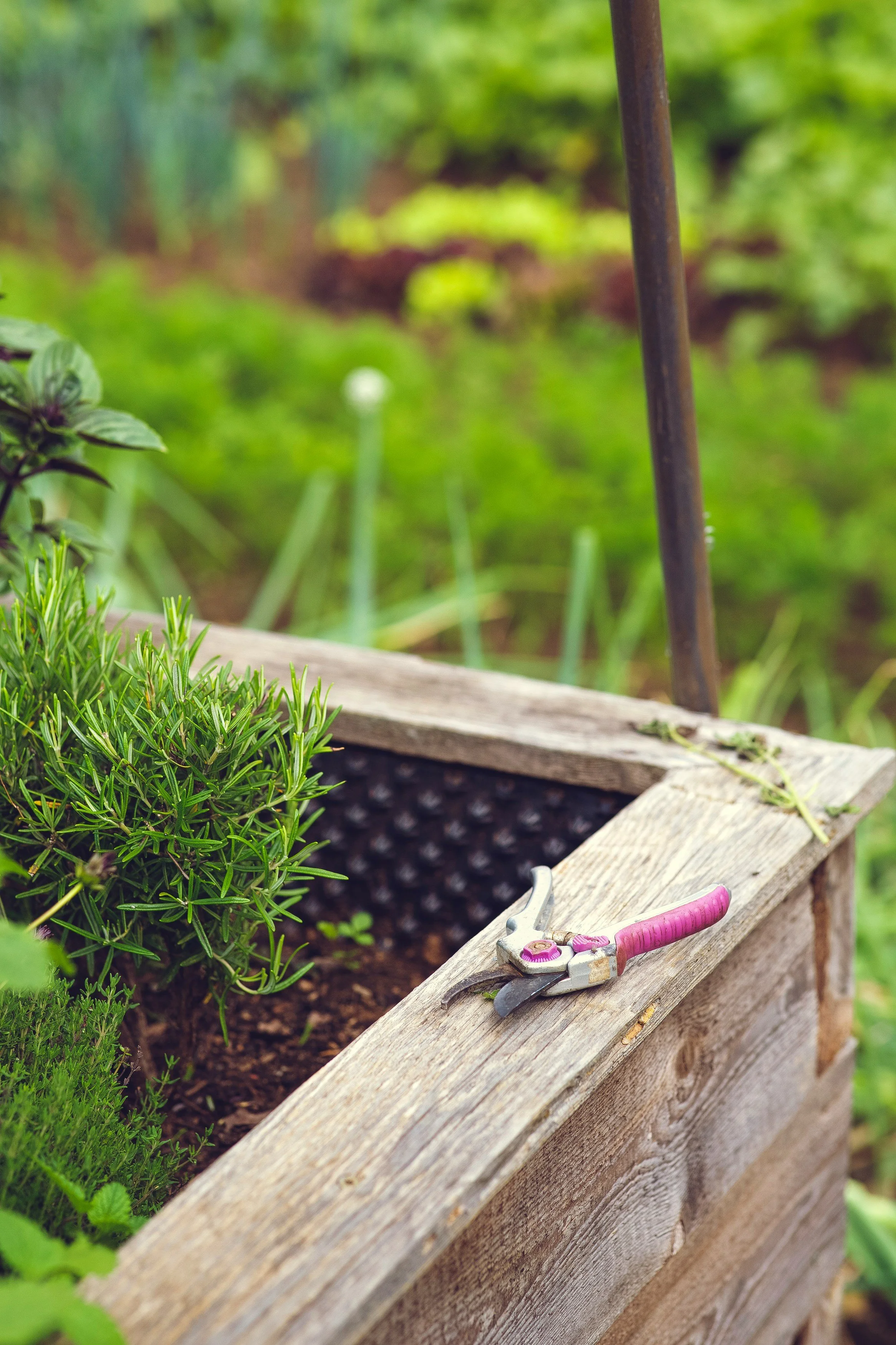A pair of pruners sitting on a raised bed