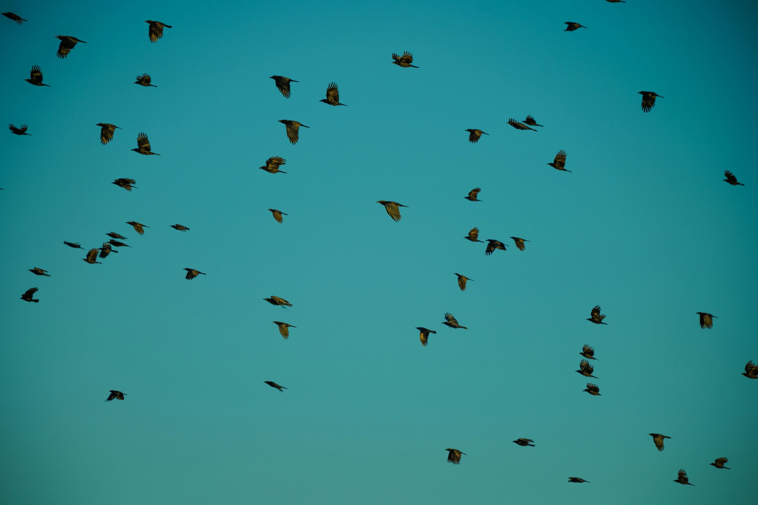 A flock of birds flying in blue sky