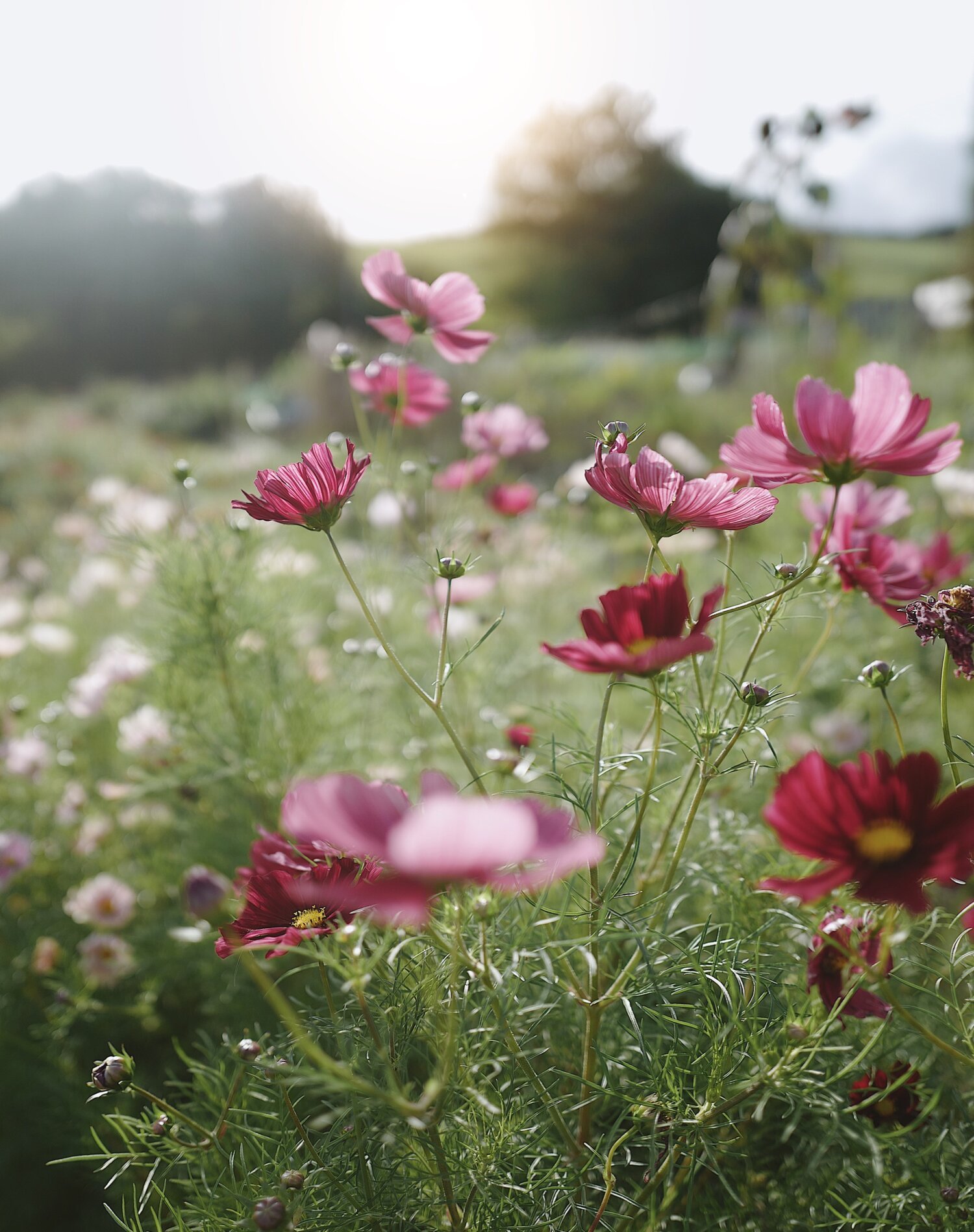 9B8785FF-5FD9-45E4-88B0-09F37C686CF8.jpeg