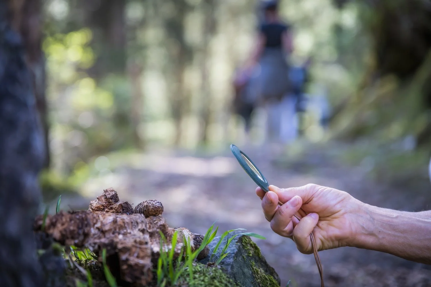 Nahaufnahme einer Hand, die eine Lupe auf einen Baumstumpf im Wald hält, während im Hintergrund zwei Personen auf dem Pfad wandern.