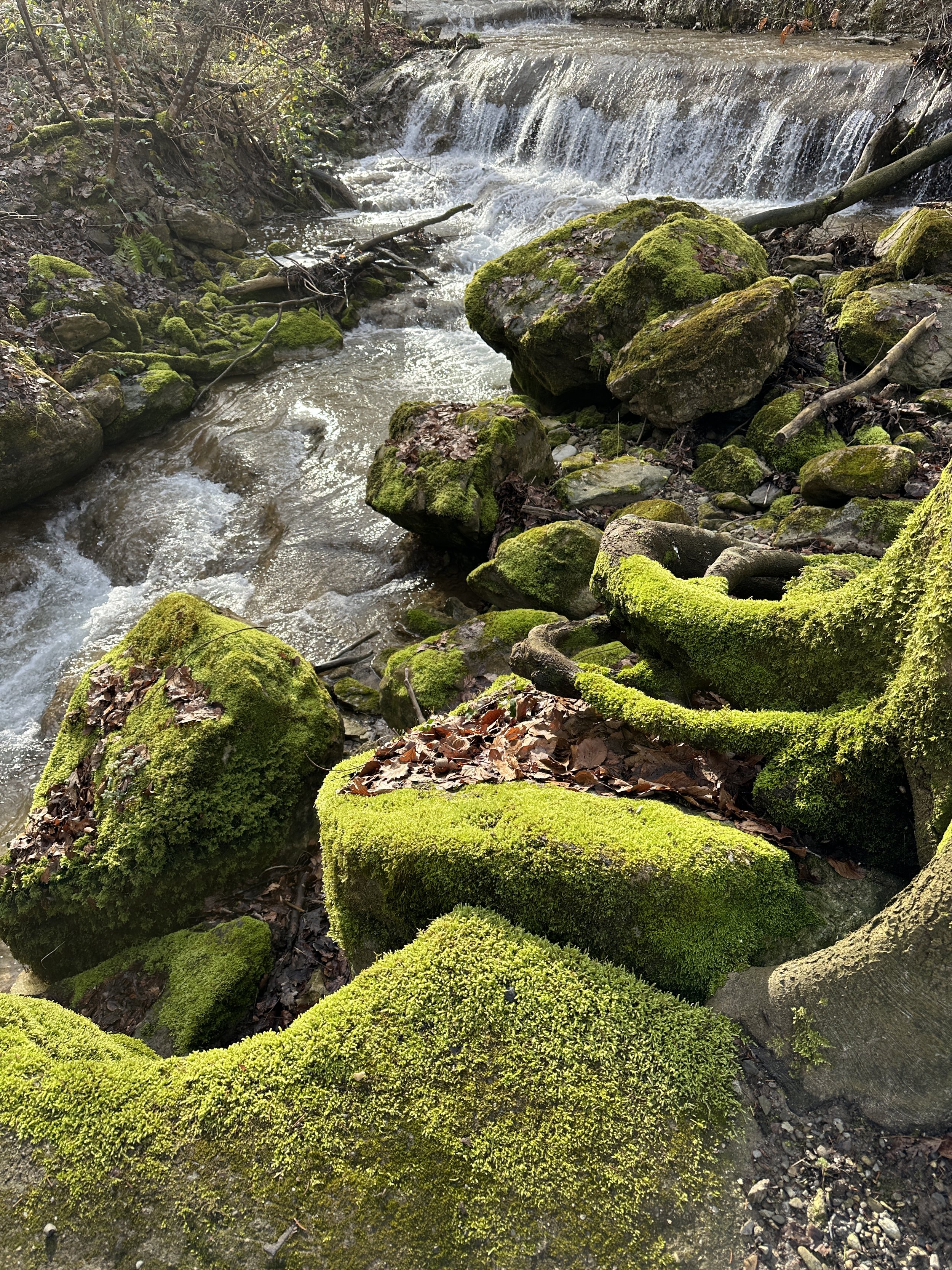 Ein Bach fließt über moosbedeckte Steine im Wald. Angebot Waldbaden, Erlenbach, Zürich, Region Pfannenstil, Kanton Zürich, Kanton Glarus, Braunwald, Shinrin Yoku