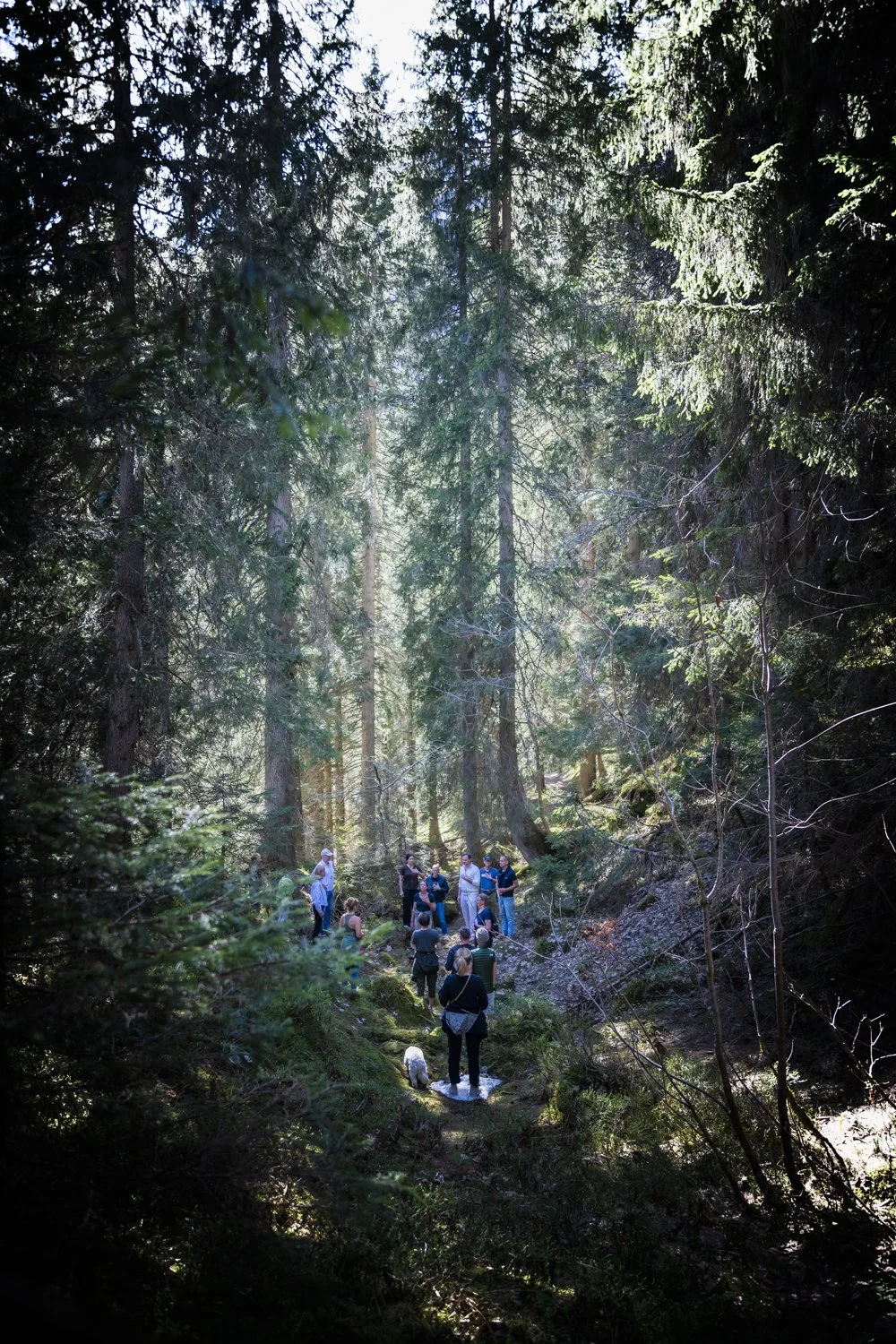 Menschen in einem dichten, grünen Wald beim Wandern oder einer Führung, umgeben von hohen Bäumen und Sonnenlicht, das durch das Blätterdach scheint.