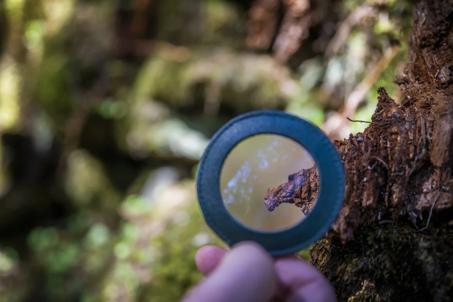 Nahaufnahme eines Baumstamms in einem Wald, mit einer Lupe, die den Blick auf einen kleinen Ast im Baum lenkt, im Hintergrund unscharfe grüne Blätter.