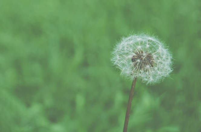 dandelion footer.png