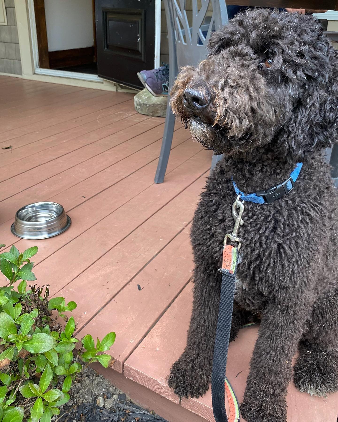 Vos amis &agrave; quatre pattes sont toujours les bienvenus sur notre terrasse.
🐾
Your four legged friends are always welcomed on our patio.

#lacievilandre #northhatley #chienheureux