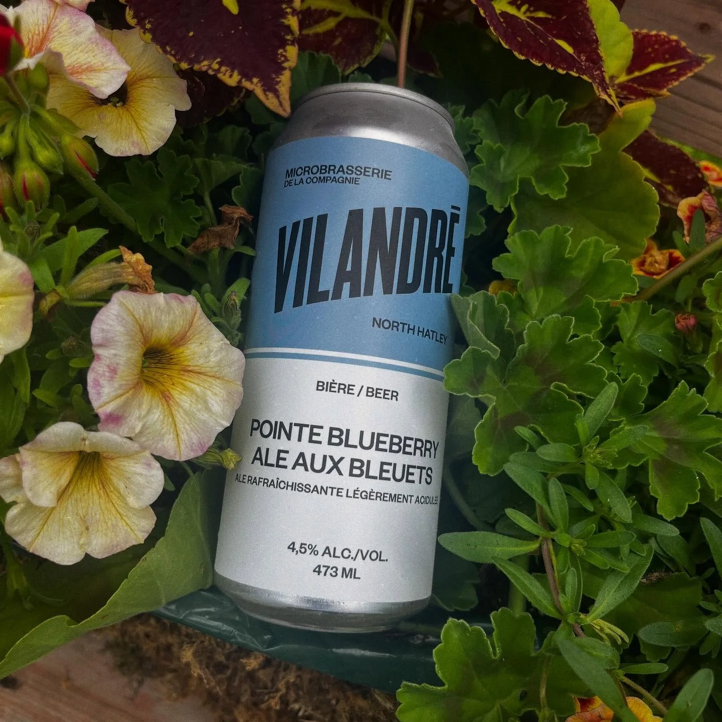 🍺🫐 La POINTE BLUEBERRY est de retour en CANETTE! 🫐🍺

Disponible au salon de d&eacute;gustation et au resto-pub d&egrave;s aujourd&rsquo;hui.

#vilandre #microbrasserie #northhatley