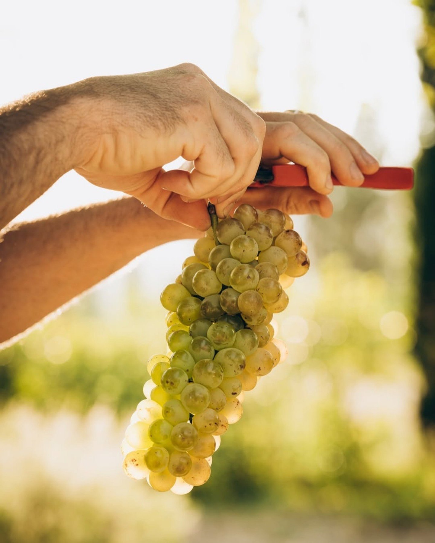 🍷 EXP&Eacute;RIENCE &bull; &Agrave; l'abri des regards, ce domaine viticole s'&eacute;tend entre pin&egrave;de, for&ecirc;t sauvage et vignes baign&eacute;es de lumi&egrave;re. On y acc&egrave;de par un chemin de terre, presque secret. Et pourtant&h
