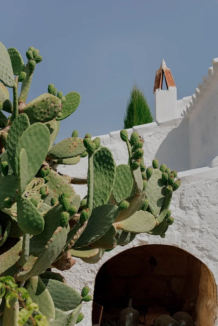 5abondance_finca_houserental.webp